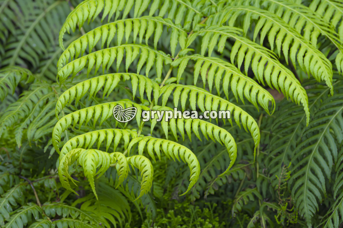 Fougère - Feuille ou fronde - gryphea.com